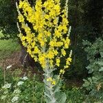 Verbascum pulverulentum عادت