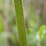 Galium aparine Kéreg