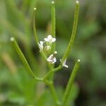 Cardamine bonariensis Other