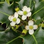 Ilex cornuta Blomst