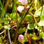 Lysimachia tenella Hoja