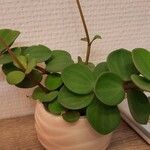 Peperomia pecuniifolia Листок