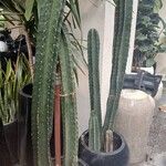 Cereus hexagonus অভ্যাস