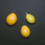 Pradosia ptychandra Fruit