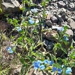 Commelina erecta Агульны выгляд