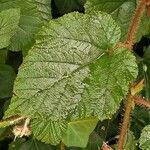 Rubus tricolor Leaf