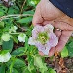 Helleborus orientalis Blodyn