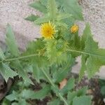 Sonchus oleraceusVirág