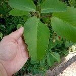 Kalanchoe pinnata Leaf