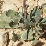 Jacobaea auricula Hoja