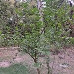 Nyctanthes arbor-tristis পাতা