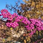 Callicarpa americana Fruto