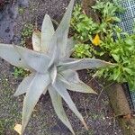 Aloe striata Folio