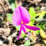 Galactia marginalis Flower