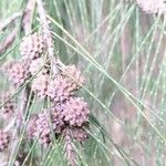 Allocasuarina torulosa Vrucht