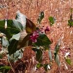 Asclepias cordifolia Habitat