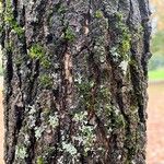 Quercus conferta പുറംതൊലി