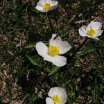 Ranunculus kuepferi Flower