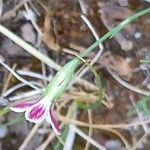 Petrorhagia saxifraga Flower