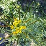 Sisymbrium irio Flower