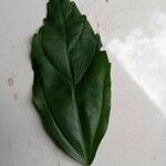 Hibiscus schizopetalus Leaf