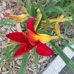 Hemerocallis minor Flors