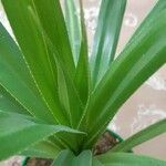 Pandanus tectorius Blad