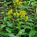 Sisymbrium strictissimum Çiçek