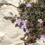 Limonium cordatum Blüte