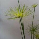 Cyperus haspan Blatt