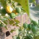 Jatropha curcas Blatt