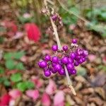 Callicarpa americana Fruto