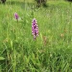 Orchis militaris Flower