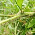 Solanum umbellatum چھال