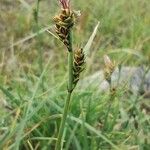 Carex bigelowii Fruit