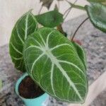 Alocasia reginula पत्ता