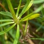 Galium anisophyllon Листок