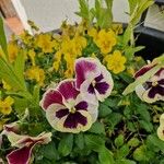 Viola × wittrockiana Квітка