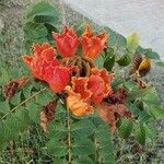 Spathodea campanulata Fiore