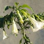 Brugmansia suaveolensЦвят