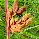 Bolboschoenus maritimus Flower