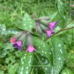 Pulmonaria affinis Квітка