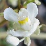 Serjania rhombea Flor
