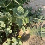 Calotropis procera Blad