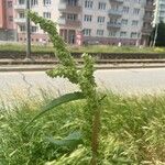 Rumex longifoliusപുഷ്പം