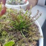 Drosera scorpioides Leaf