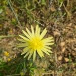 Scorzonera aristata 花