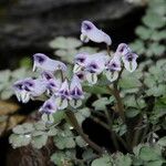 Corydalis latiflora Habit