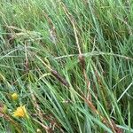 Carex distans Flower