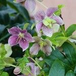 Helleborus orientalisFlor